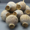 Mixed Sizes Poppy Pods
